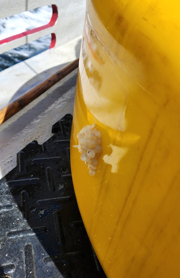 2024-05-09 Unknown sea life attached to side of buoyancy (KBosman)