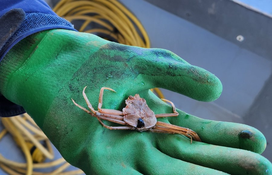 2024-05-09 Immature snow crab retrieved with an OBS, before being thrown back (KBosman)