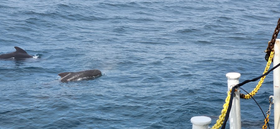 2024-05-31 Pilot whales approaching ship (KBosman)
