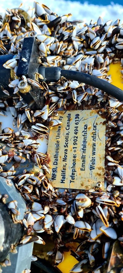 NFSI contact information plate surrounded by barnacles